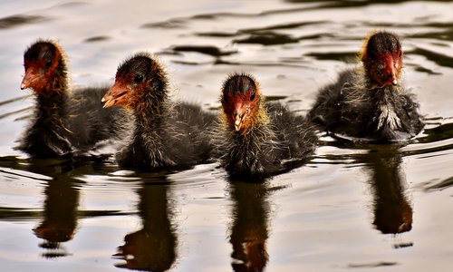 coots  chicks  waters
