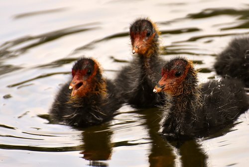 coots  chicks  waters