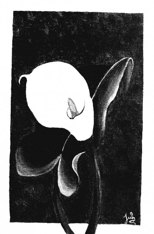 Calla Lily In Graphite