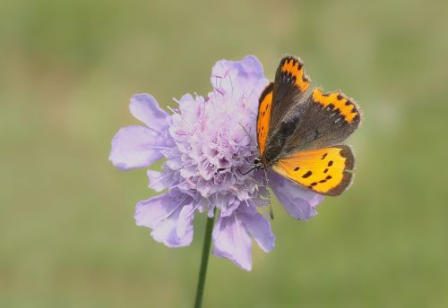 insect nature live