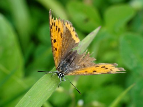 copper czerwończyk butterfly nature