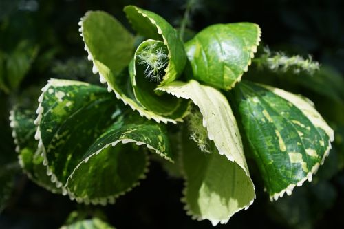 copper leaf acalypha amentacea leaf