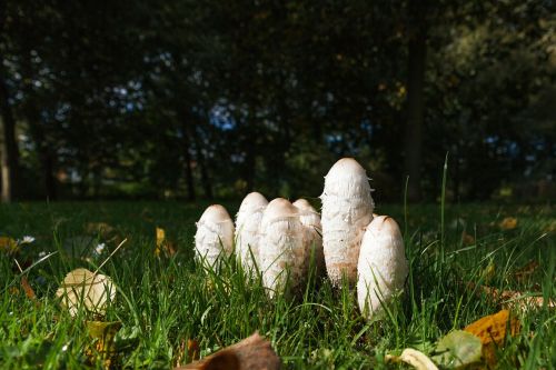 coprinus mushrooms meadow