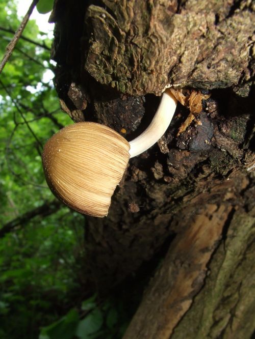 coprinus mushroom nature