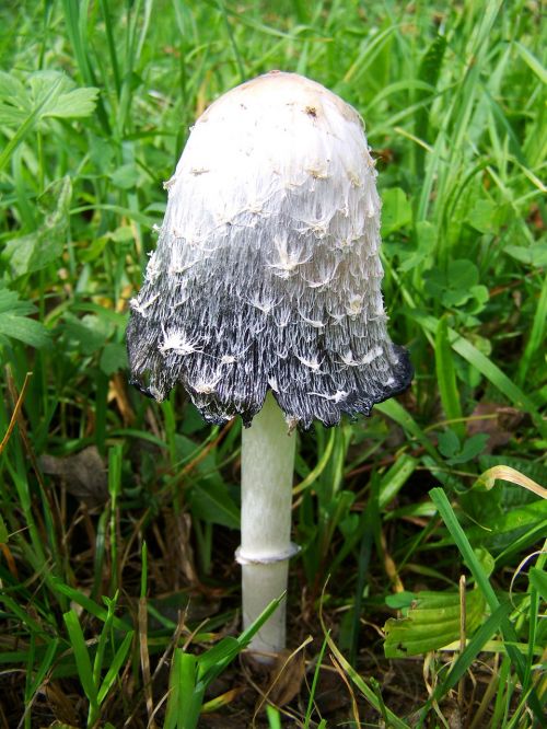 coprinus comatus white-black fungus nature