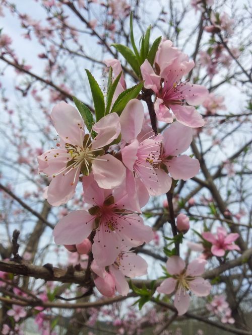 copy flower spring peach