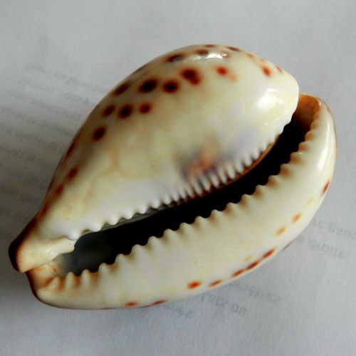 Shell # 1