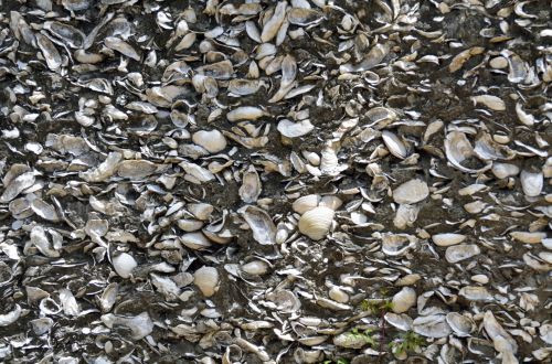 Coquina Shell Wall Background