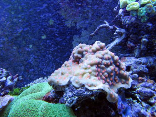 coral coral reef underwater creatures