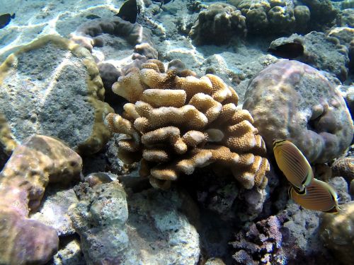coral fish bali
