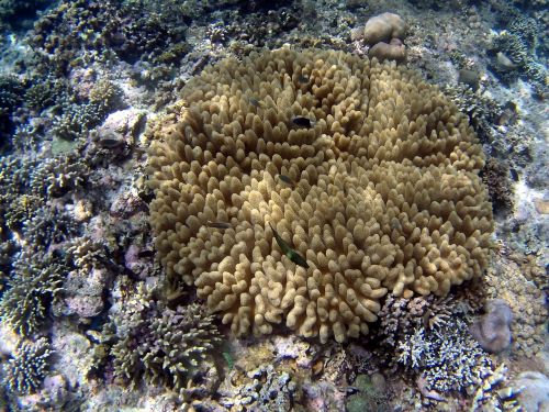 coral fish bali
