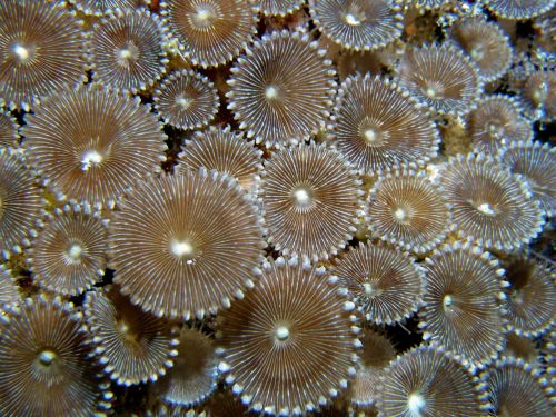 coral macro underwater