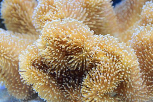 coral reef toadstool