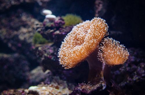 coral marine animal corals