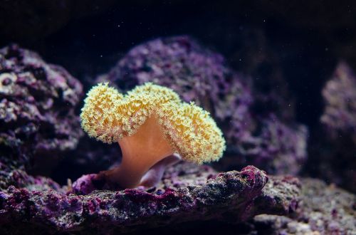 coral marine animal corals