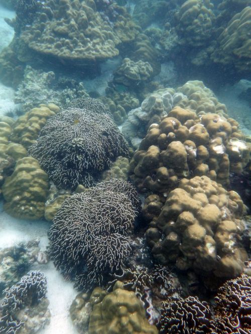 coral reef undersea