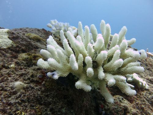 coral diving sea