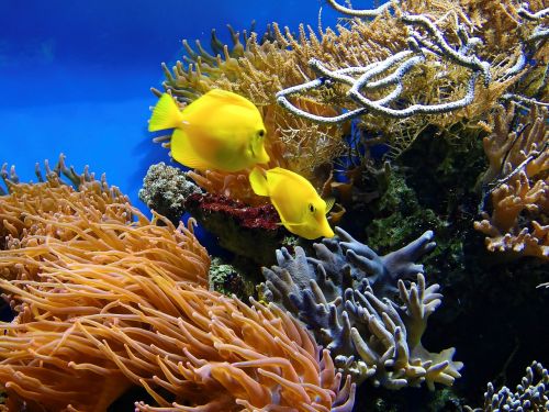 coral fish underwater