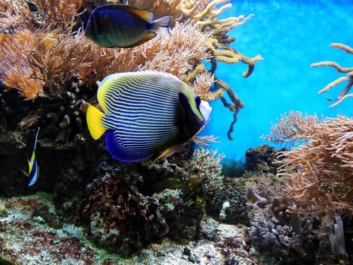 coral fish underwater