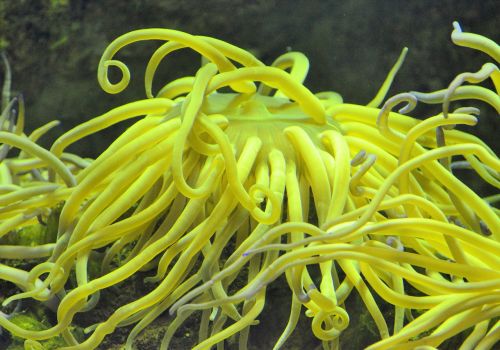 coral yellow aquarium