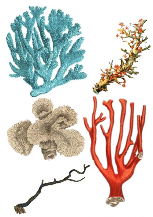 coral collage vintage