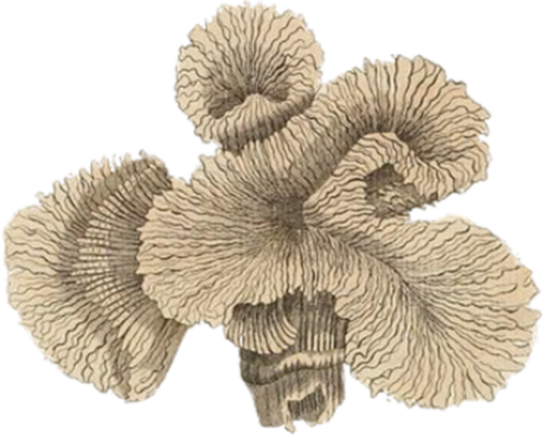 coral vintage plant