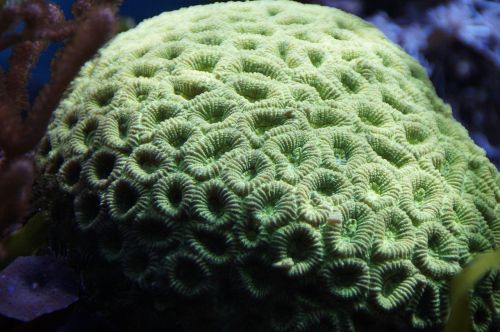 coral sea aquarium
