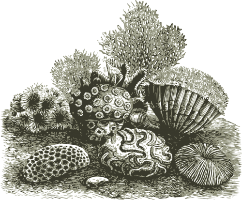 coral invertebrate marine