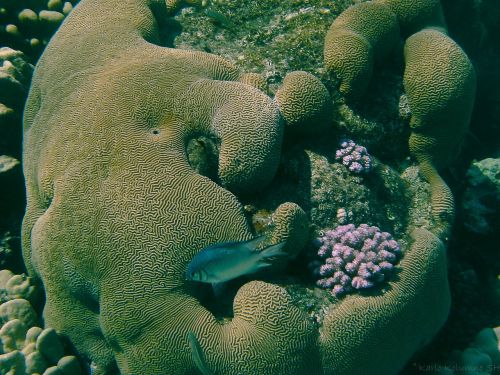 coral underwater photography underwater