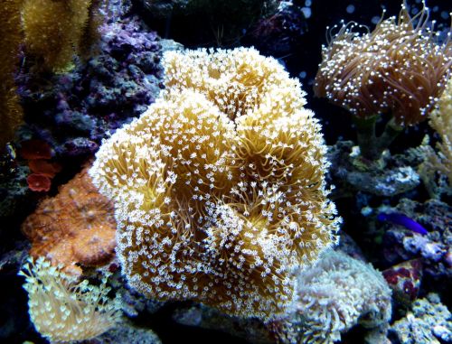 coral divers underwater