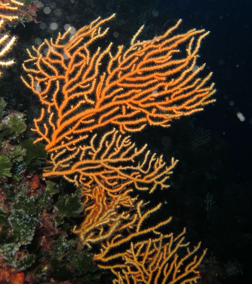 coral mediterranean divers