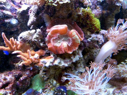 coral underwater ocean