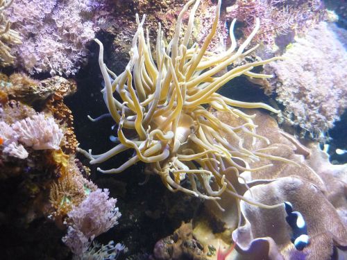 coral underwater aquarium