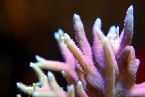 coral pink natural
