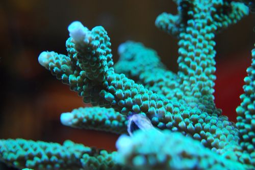 coral acropora reef