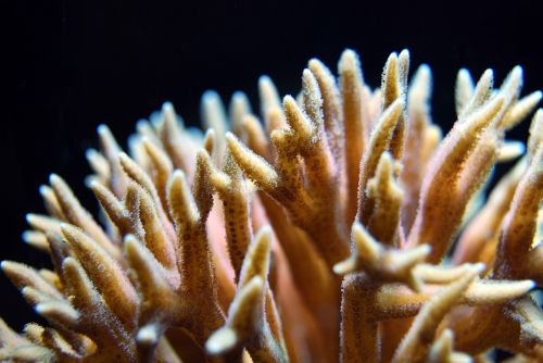 coral polyp reef