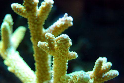 coral reef acropora