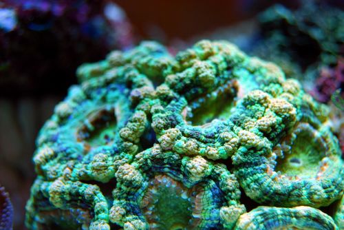 coral reef sea