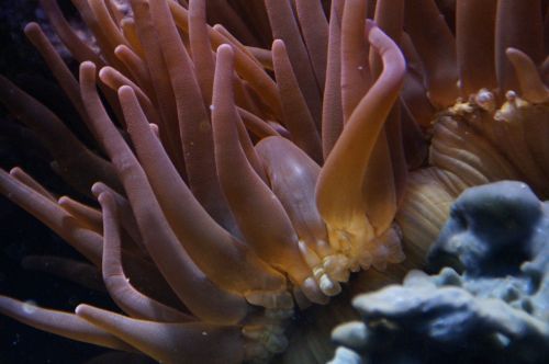 coral mollusk underwater