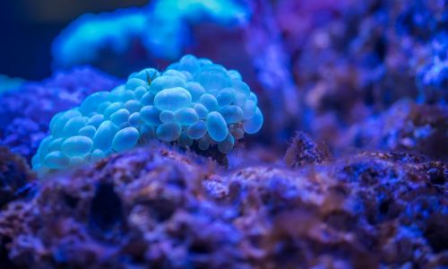 coral polyp