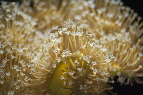 coral  toadstool  saltwater