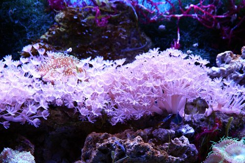 coral  polyp  aquarium