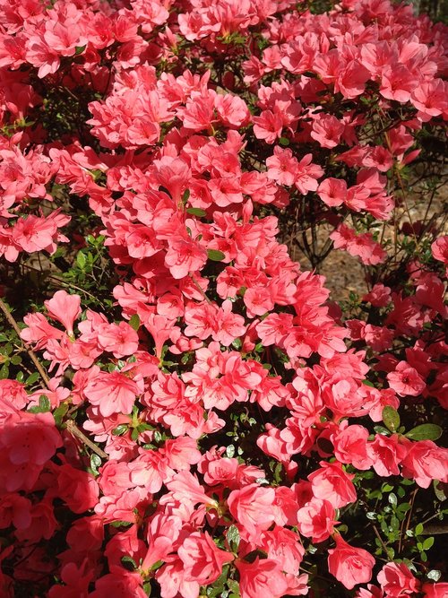 coral  flowers  bloom