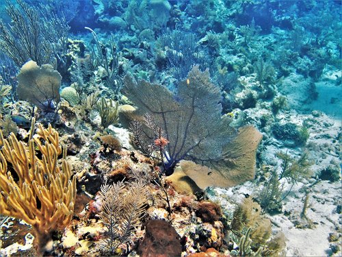 coral  belize  reef