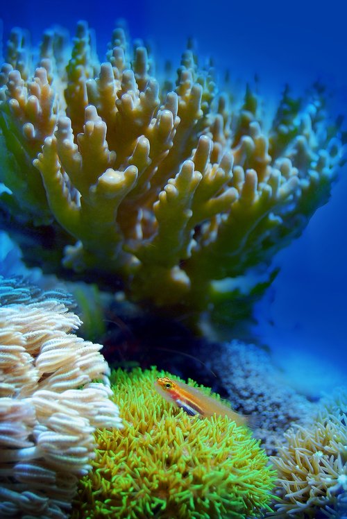 coral  reef  sea