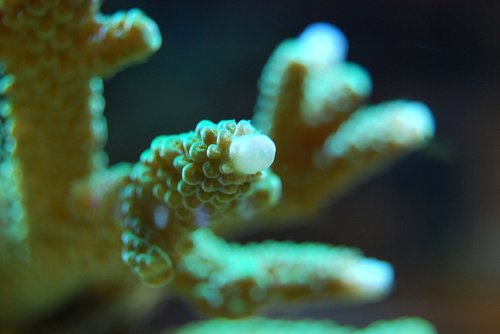 coral  reef  sea