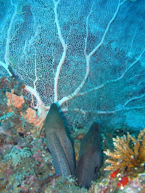 coral moray eels sea