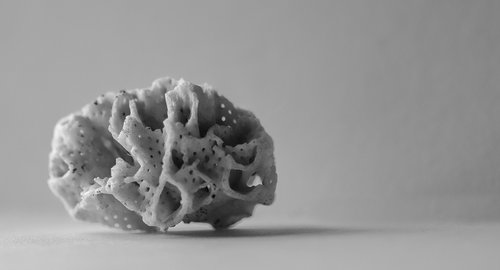 coral  still life  black and white