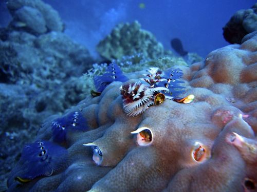 coral worm sponge