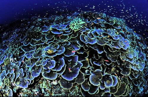 coral core aequituberculata
